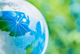 Landscape view of an forest vegetation